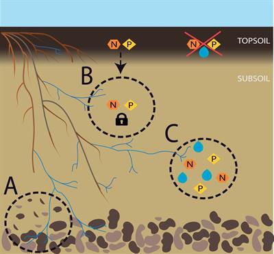 Subsoil Arbuscular Mycorrhizal Fungi for Sustainability and Climate-Smart Agriculture: A Solution Right Under Our Feet?